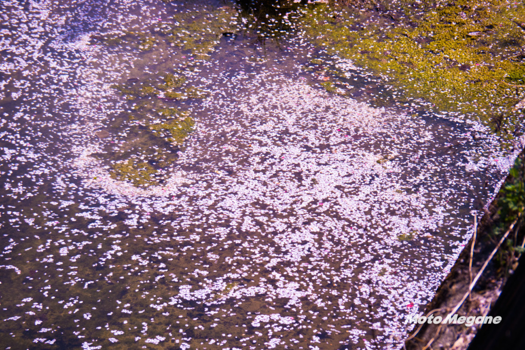 しだれ桜が散り始めていましたが、川を見ると花びらが浮かんでいてキレイでした。