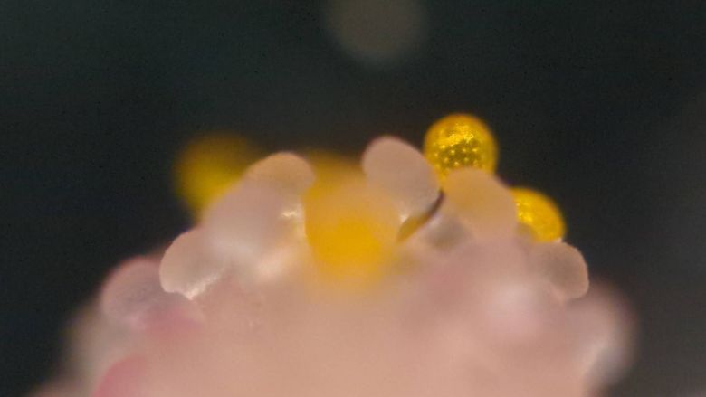 オシロイバナの雌しべについた花粉。偏光顕微鏡は画像のように撮影対象のみを浮かび上がらせる事もでき、観察しやすいです。