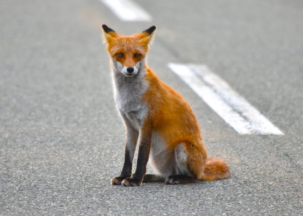 北海道ツーリング好きのライダーなら知っているあの国道。昭和と今とで番号が違う?! えりもで発見した「ワッペン」の謎を探る！