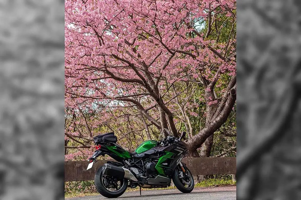 渋滞なしで河津桜を独り占め！西伊豆ツーリング【みんなのツーリング