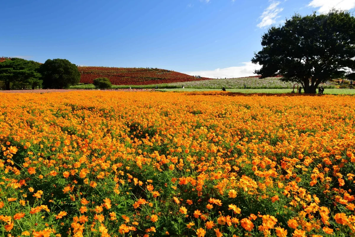 一面に咲き誇るオレンジ色のコスモス畑の風景