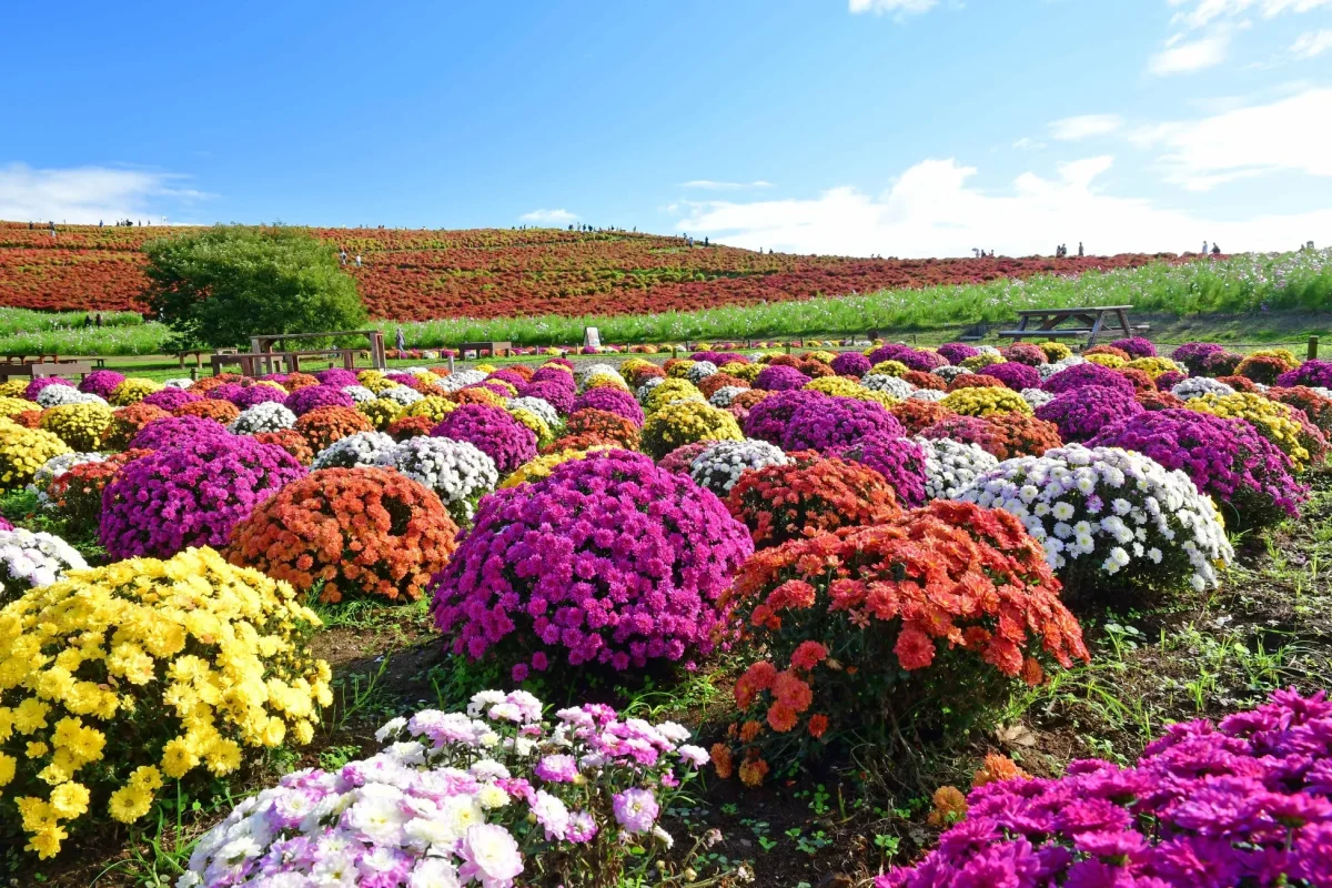 色とりどりの菊の花が咲き誇る公園の風景