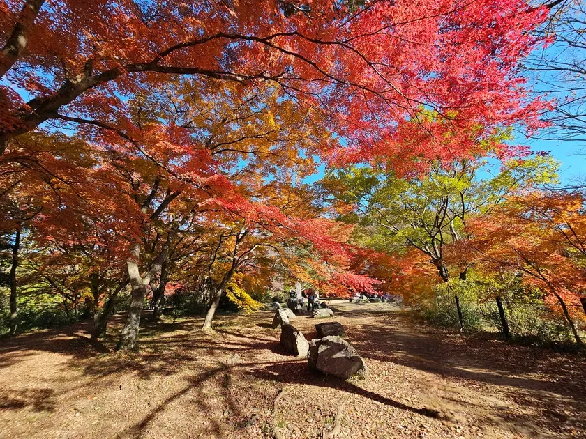 紅葉のグラデーションが美しい小道