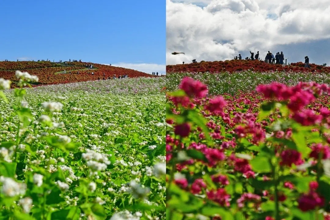 花畑の風景。鮮やかなピンク、白、赤の花が咲き乱れ、丘を覆っています。
