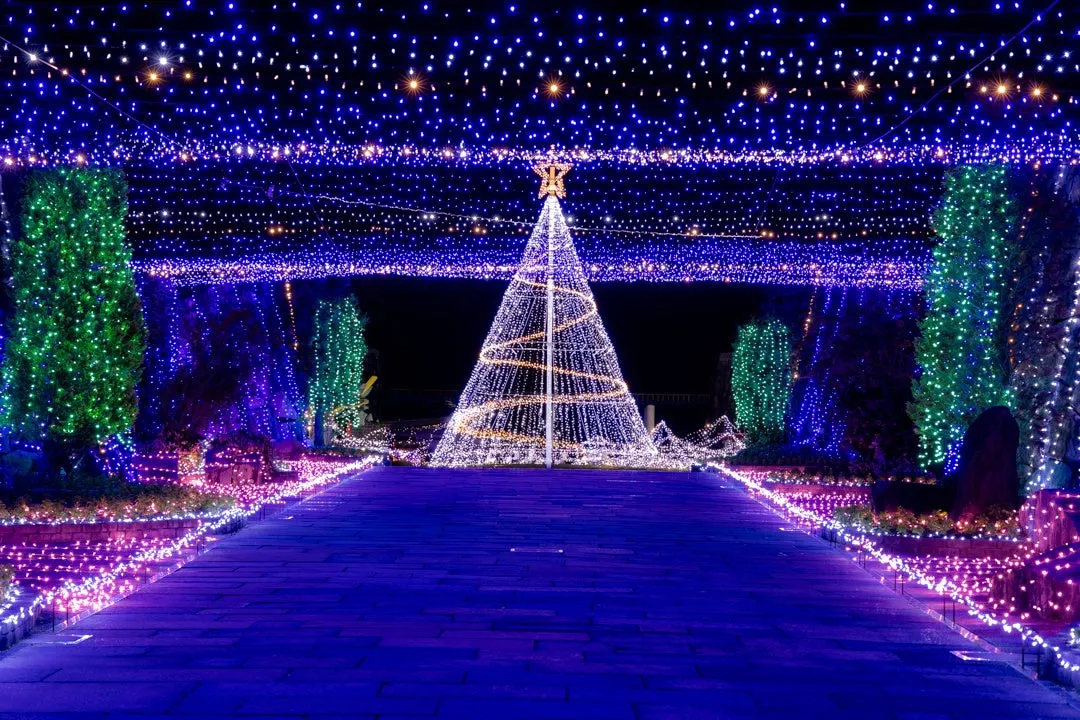 エントランスを彩るシンボルツリー