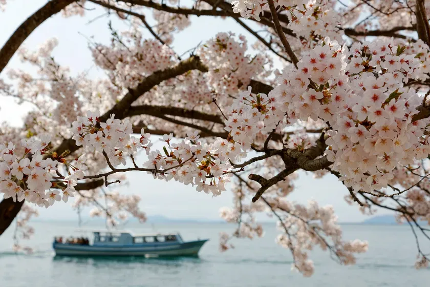 満開の桜とクルーズ船