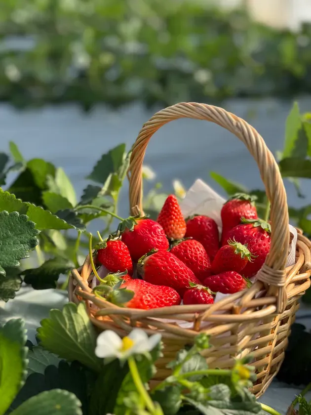 摘み取り用のカゴも可愛い