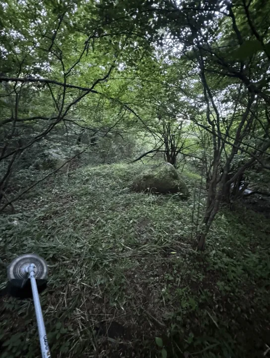 草木が生い茂る森で草刈り機を使って作業する様子。